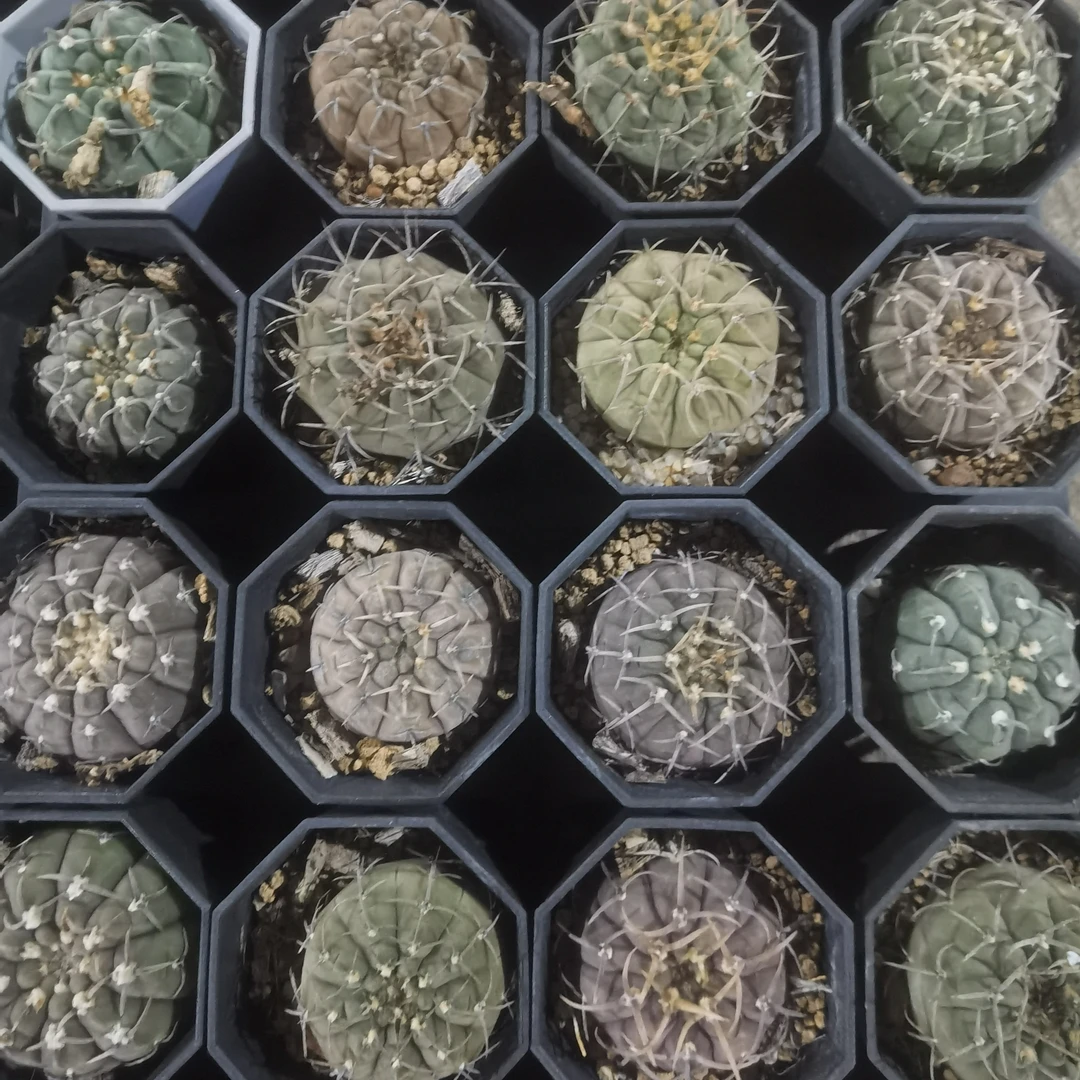 满18包邮（实生裸颚属）