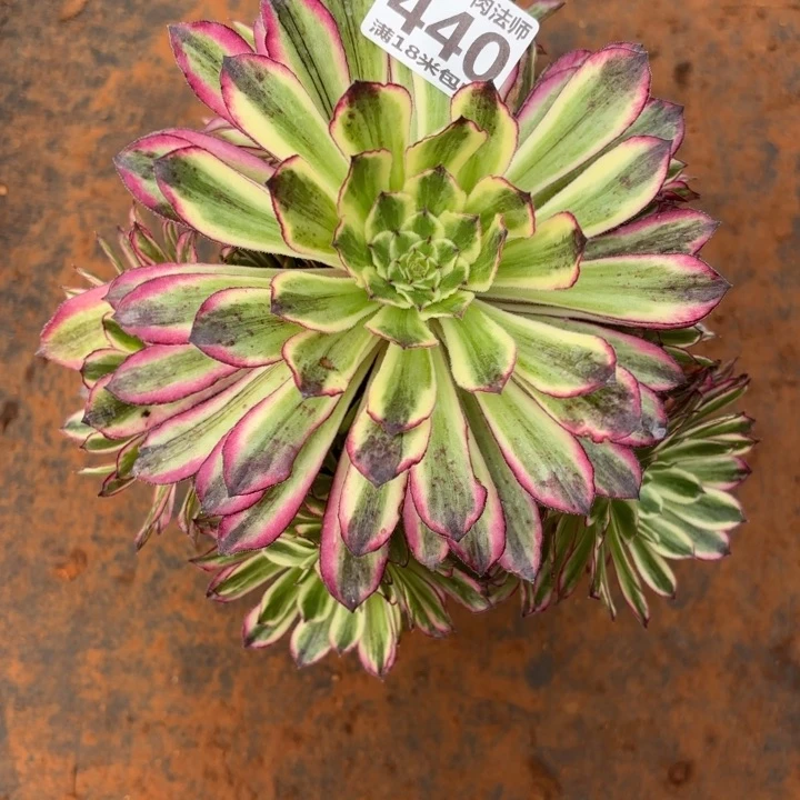 440水墨丹青掌心多肉法师锦