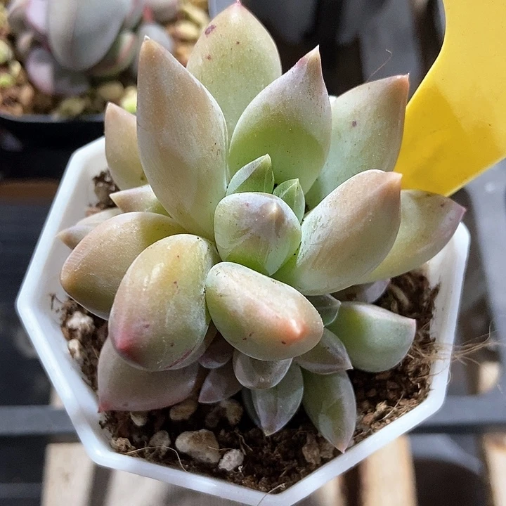 多肉植物重楼美人2082