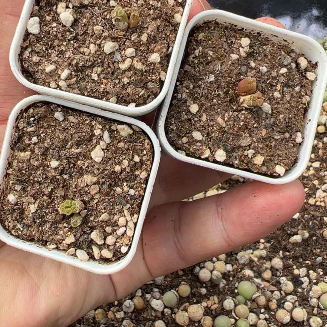 量拍火柴头一颗。多肉植物