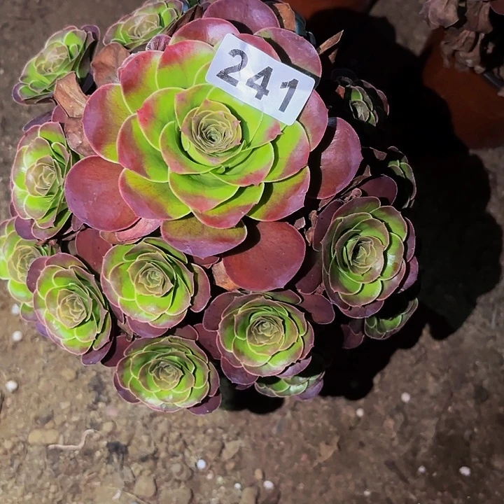 241魅金多肉植物不售后