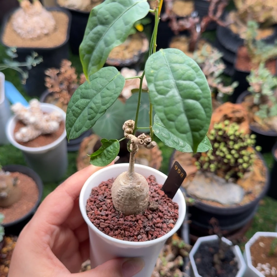 泰国白皮西番莲998仙人掌