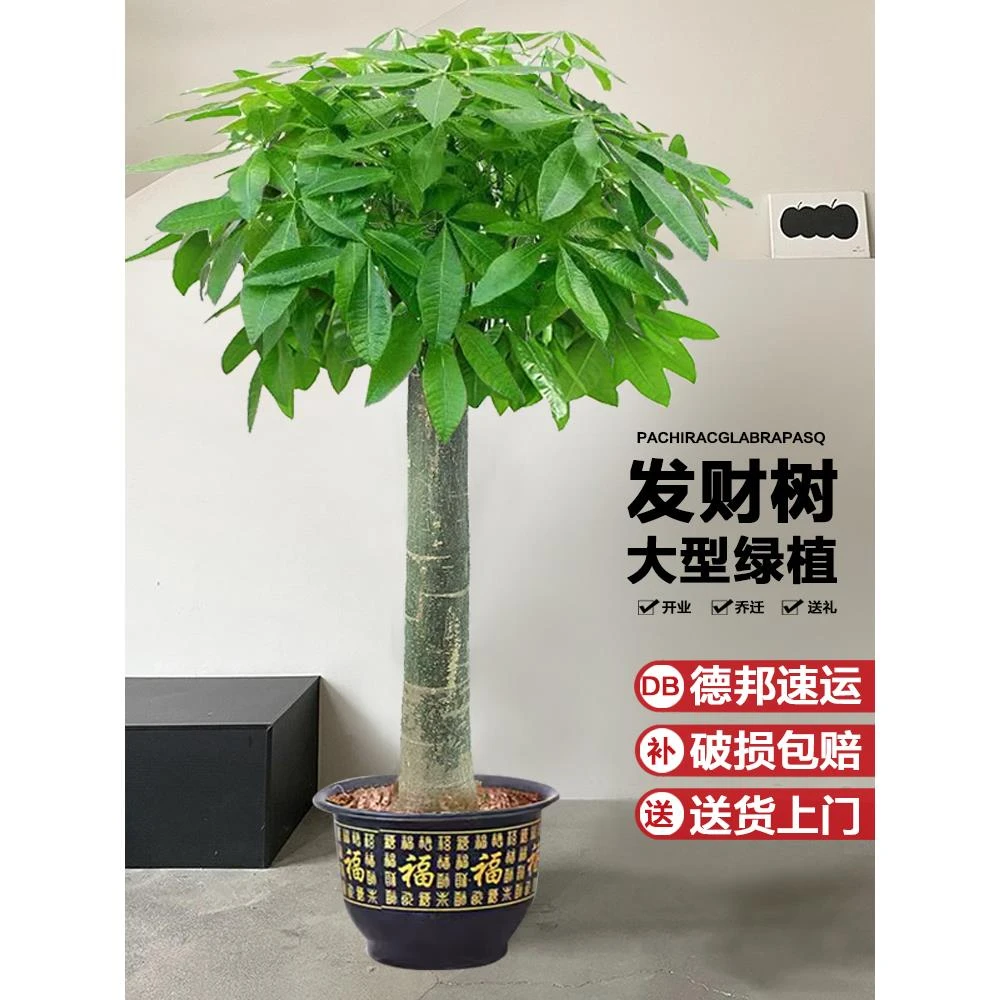 发财树客厅绿植盆栽大棵室内大型步步高招财树植物办公室乔迁开业