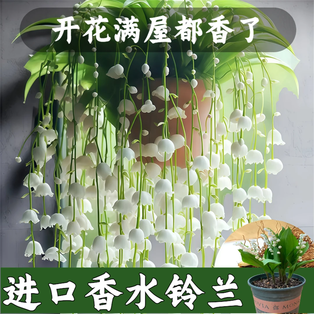 【香水铃兰花种球】办室内外耐寒耐冻带芽混色盆栽四季开花正宗盆栽