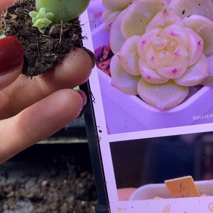 玉玲珑芽苗一个多肉