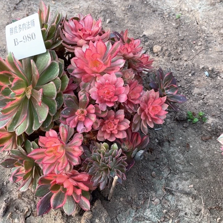 980黑魔锦多肉法师丛林