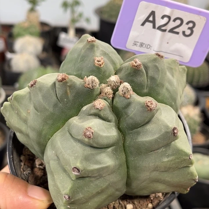 223实生角U龟甲鸾凤玉