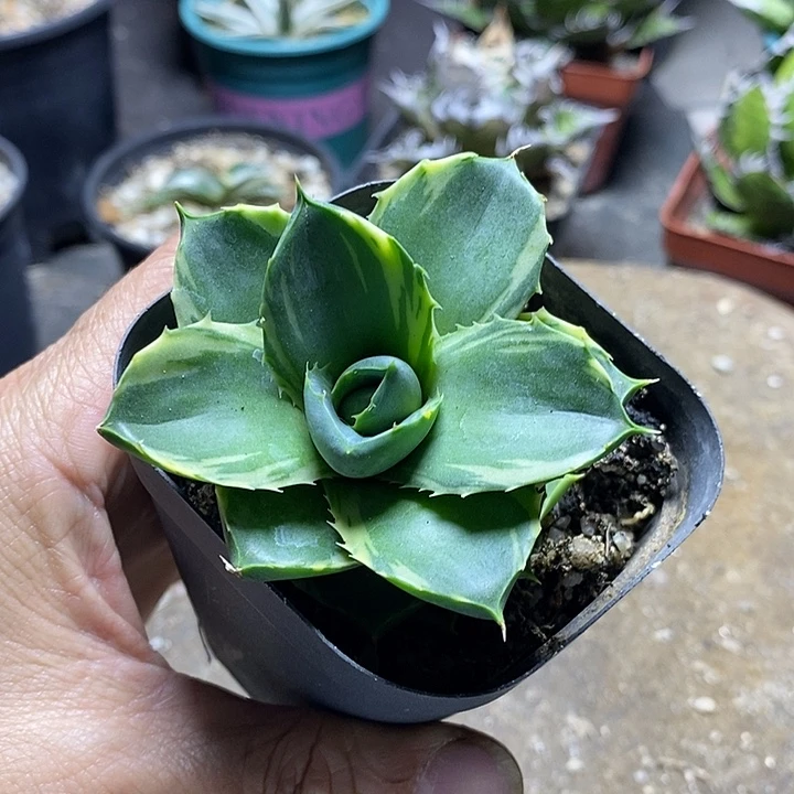 小精灵腹轮锦。     一个