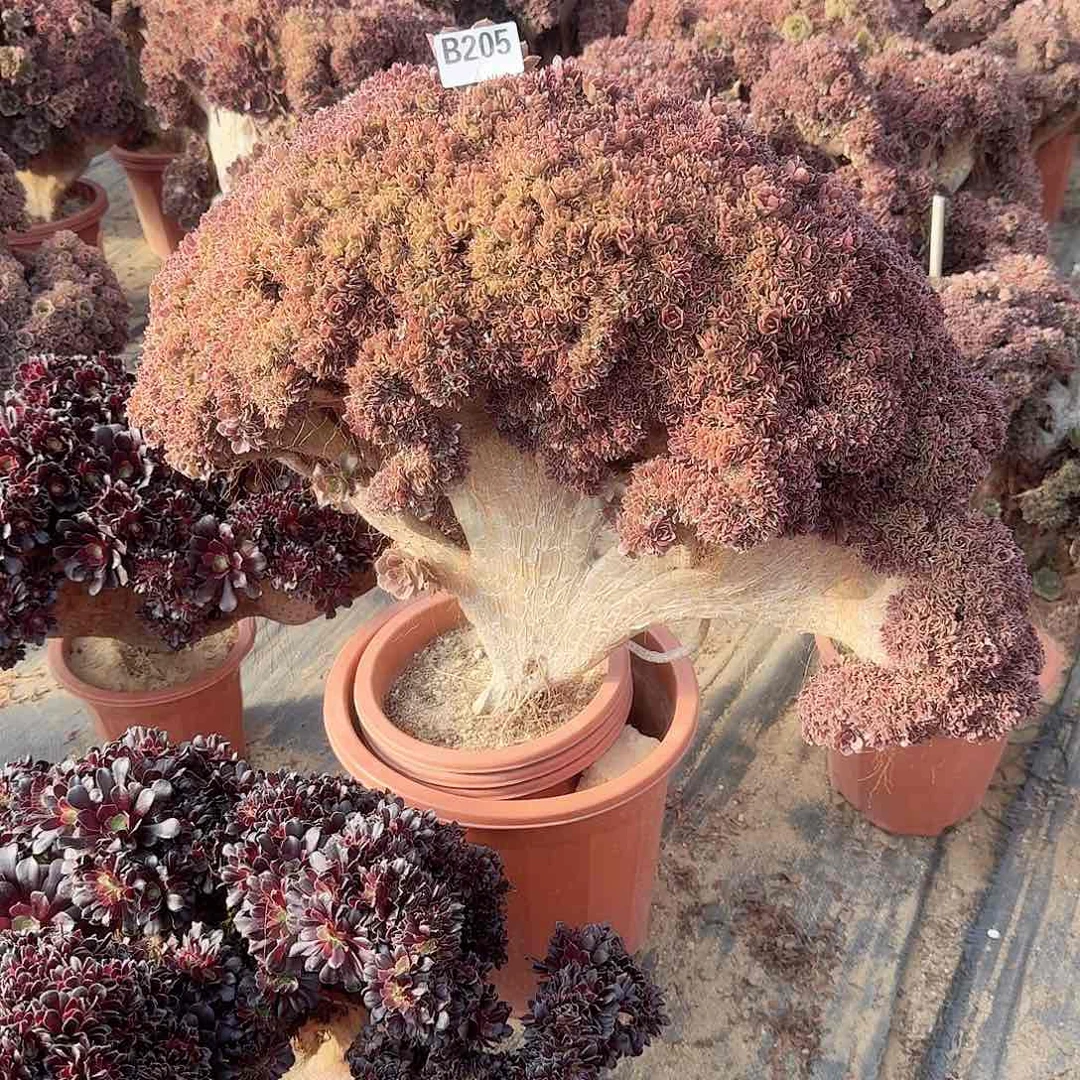 静*肉205玫瑰朵朵有伤一颗