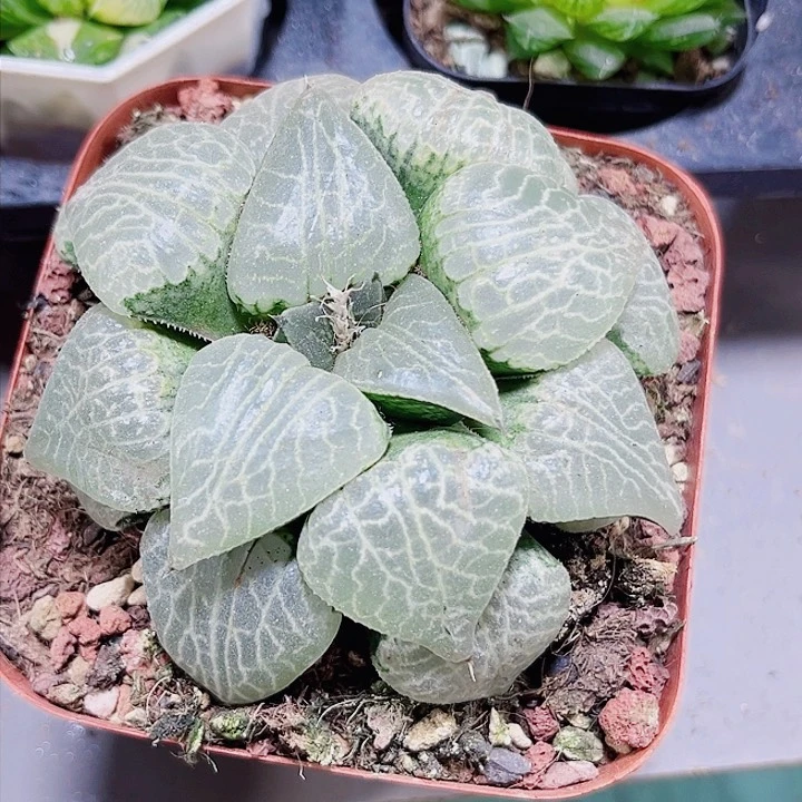 水晶康平101多肉植物6666