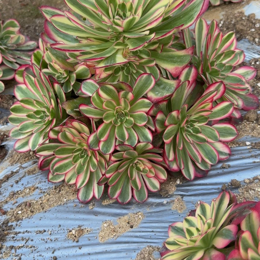 076瑶光。多肉植物