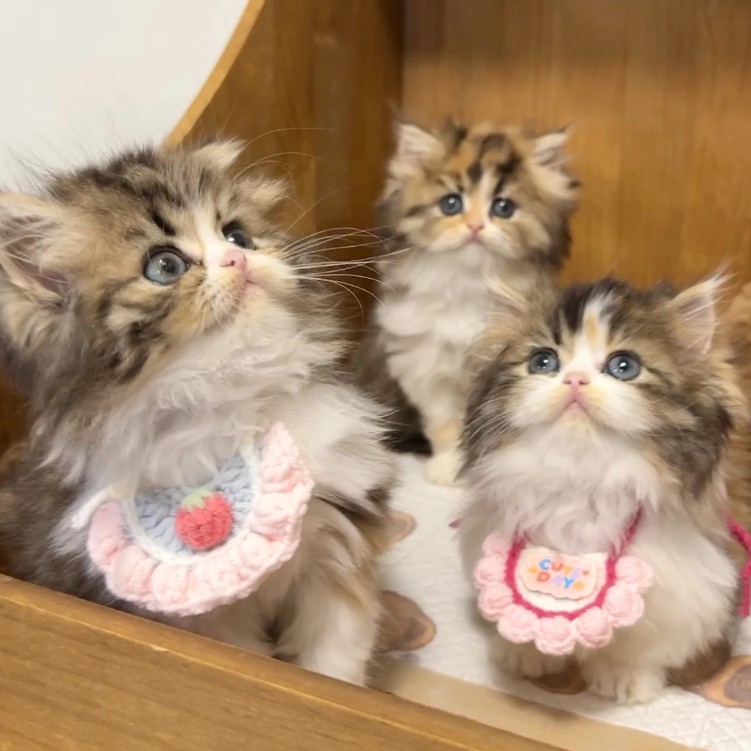 【宠仙生的猫奇物语】宠物活体猫咪链接甜美猫猫