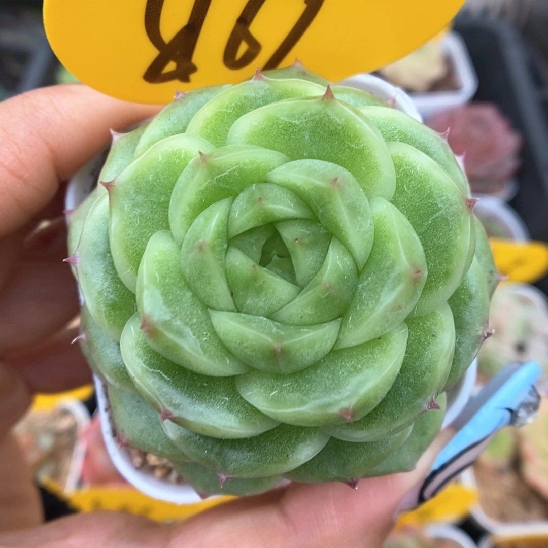 蜜蜡麦秆可拍869号。