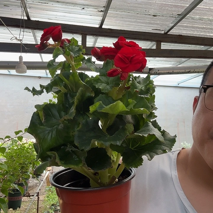林***屹完全开放瑕疵红色