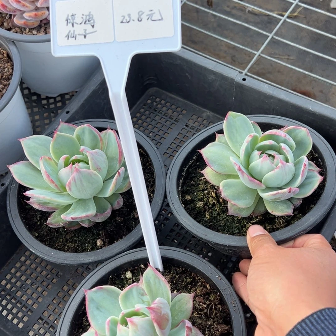 惊鸿仙子10cm一颗量拍多肉满9.9包邮下午发