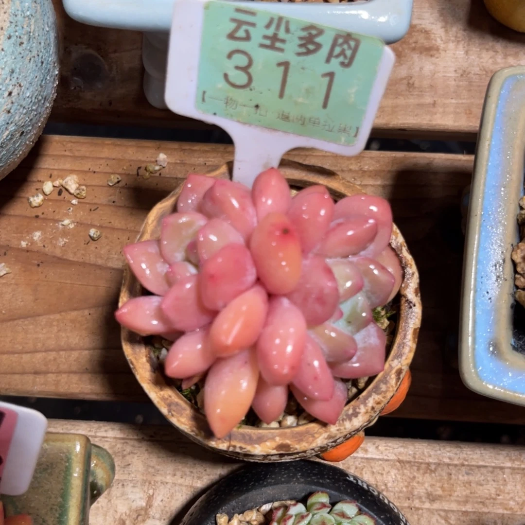 云尘多肉一物一拍311不含盆，