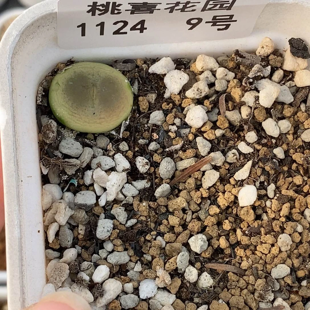 青****瓜24-9-拉登有伤特。