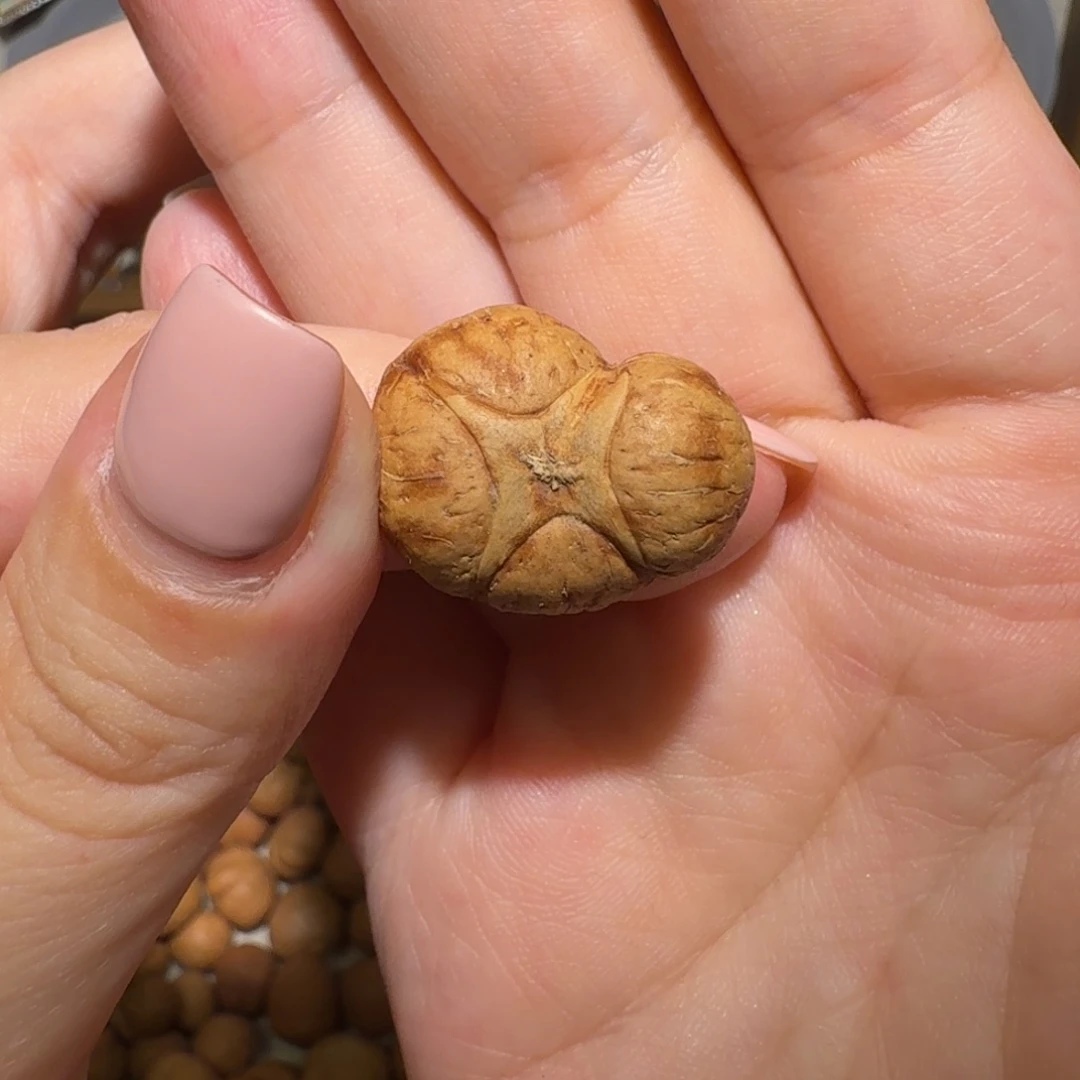 最***。麒麟眼菩提吊坠最是人间留不住