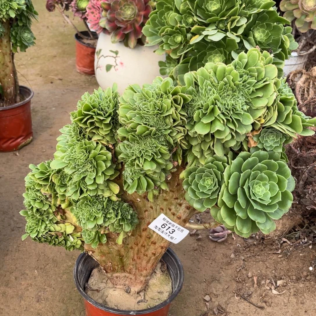 613绿羊绒缀化多肉植物法师