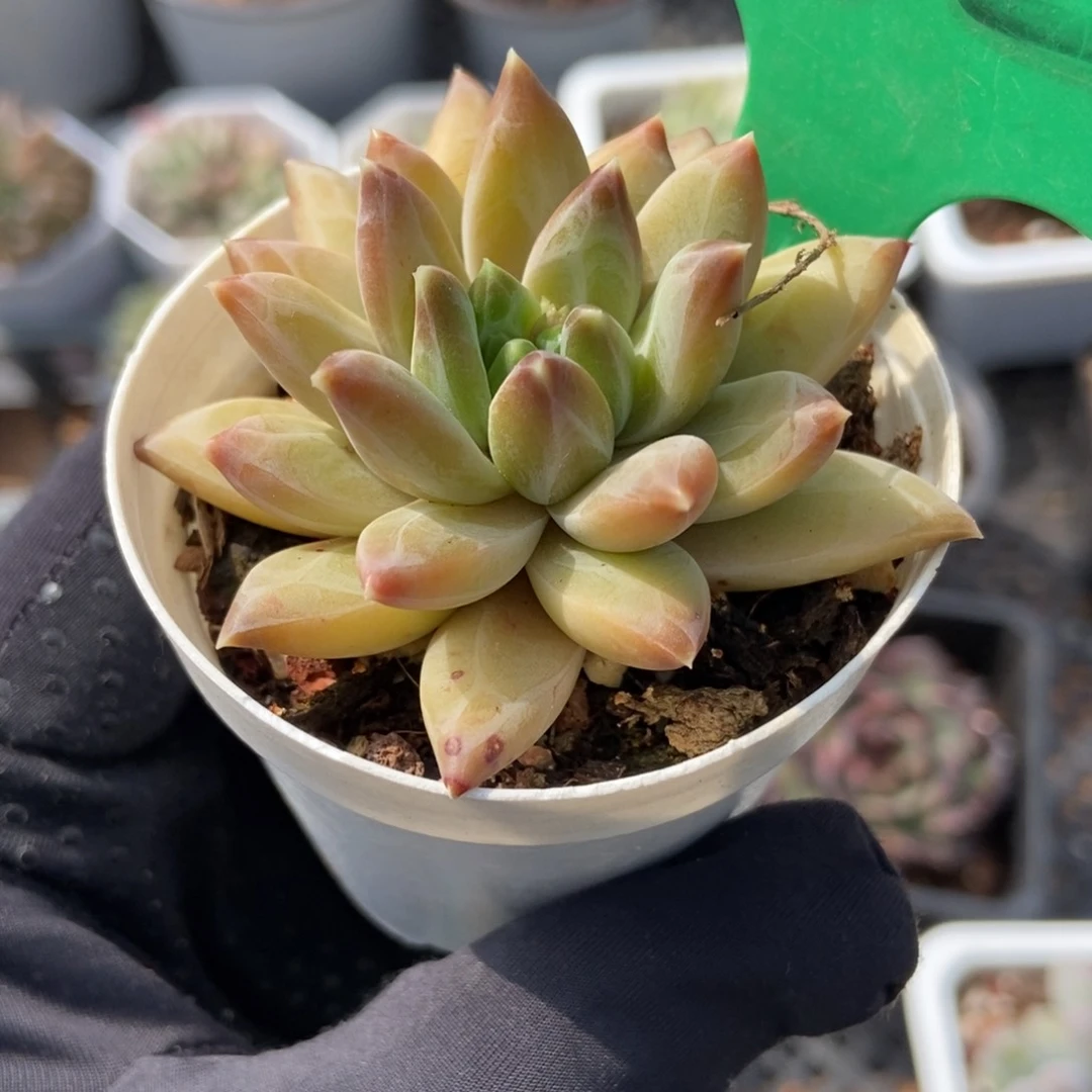 752多肉植物保护研究所