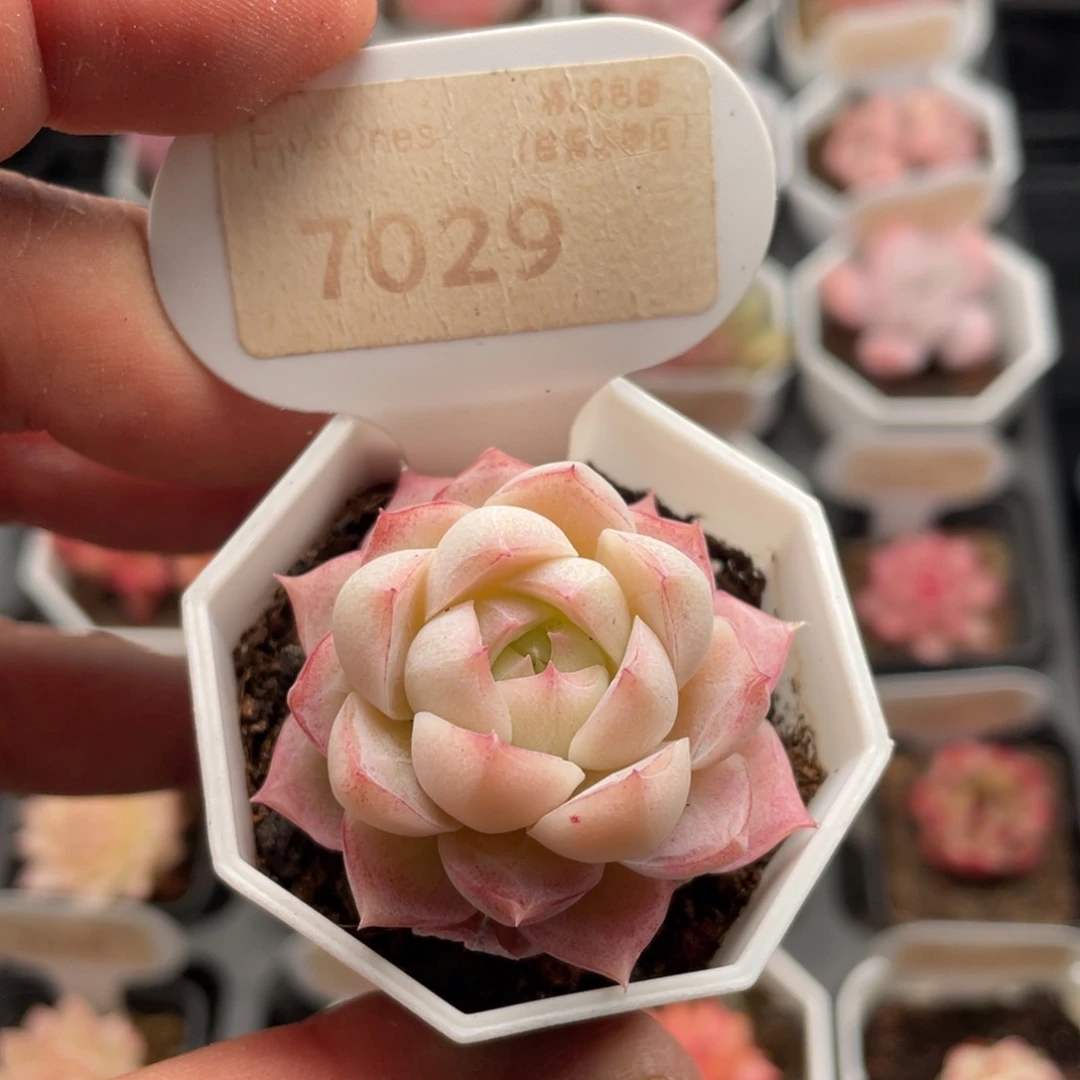 女王7029-4.5厘米