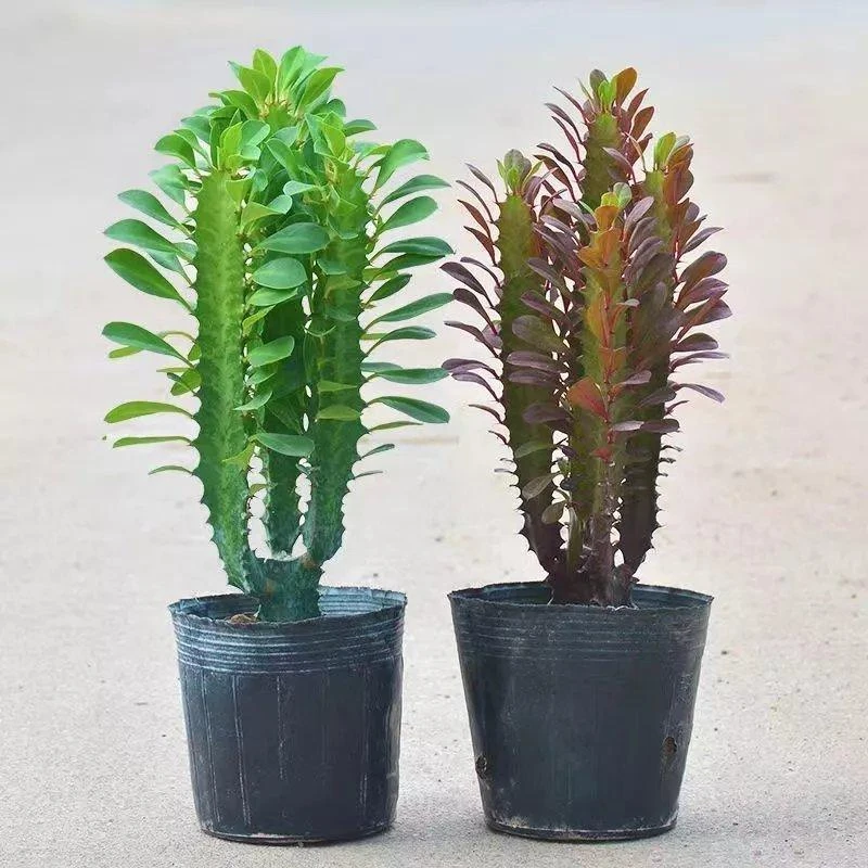 龙骨盆栽旺财植物招财龙骨花卉室内客厅四季养多肉植物盆栽仙人掌