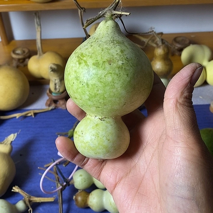 p***n青皮葫芦手把件葫芦种子