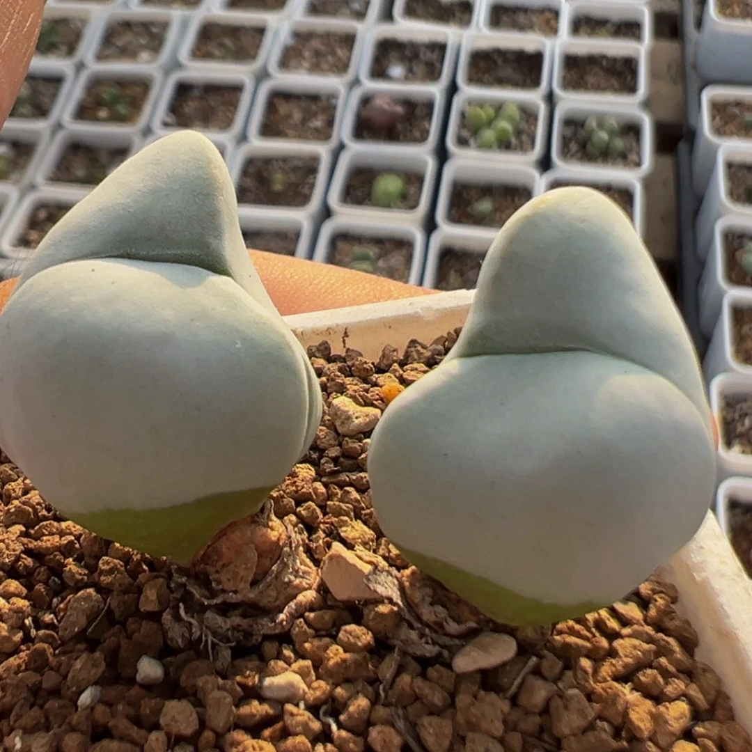 601多肉植物百科植物