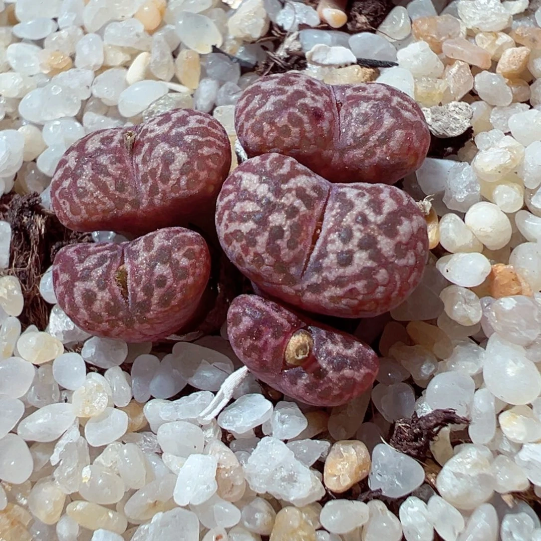 1121-819多肉多肉豹纹