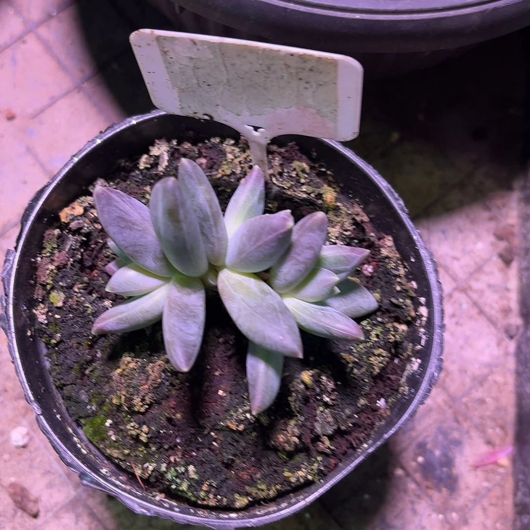 雪戴丽6666666666666667