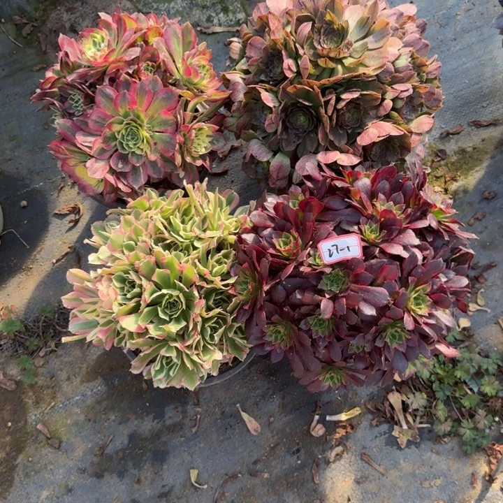 27-1多肉不包售后4处理