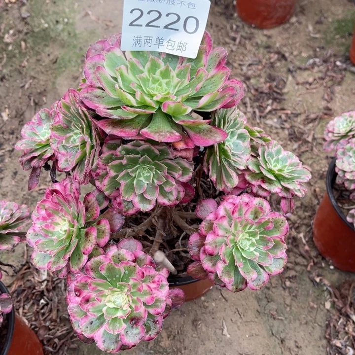 2220霁月的人多肉的