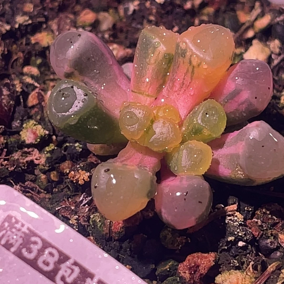 尚品园艺福利锦8016