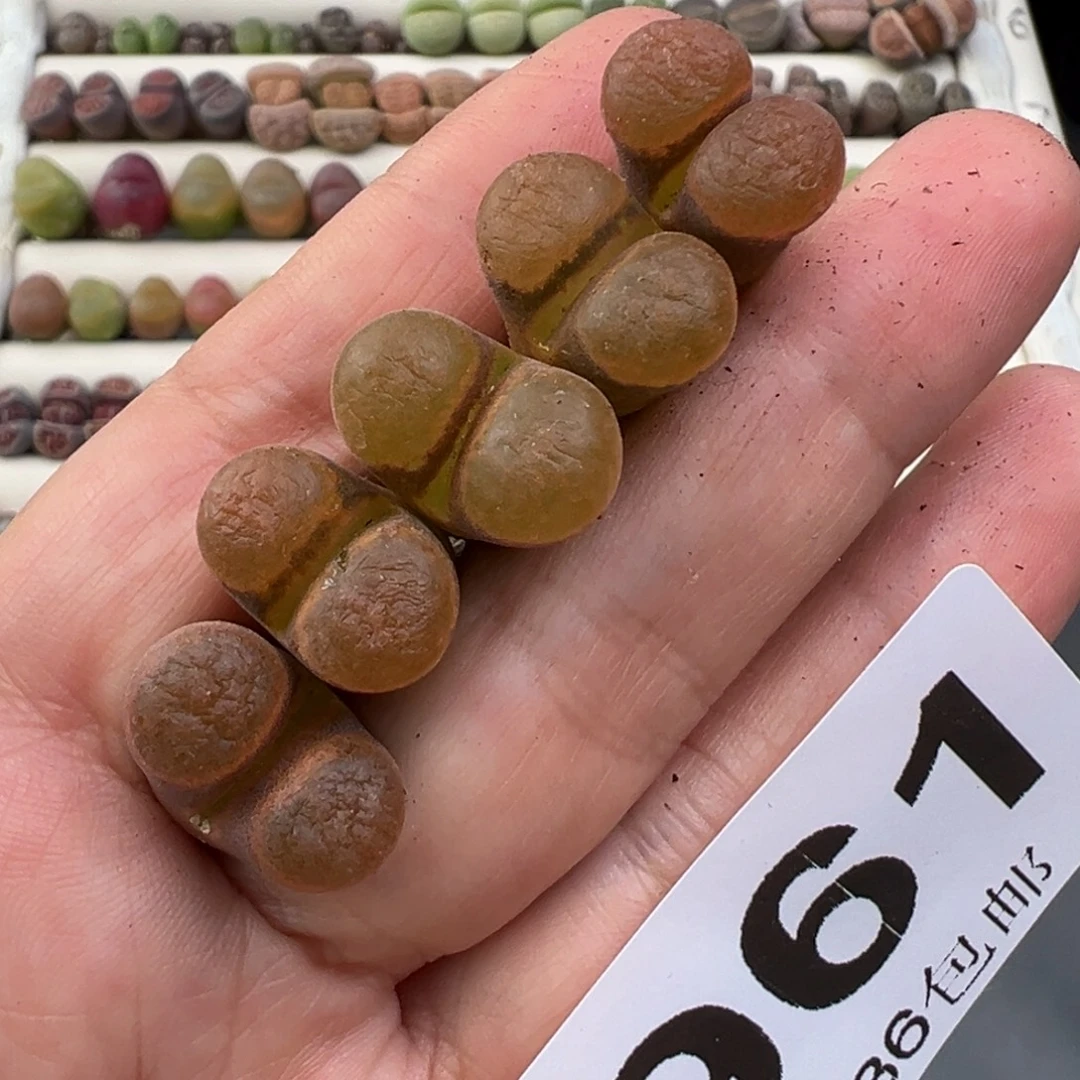 12.29好看的多肉脱土发货961