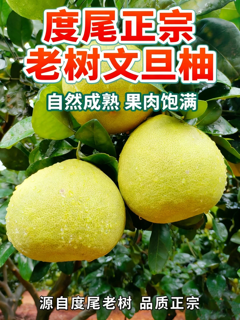 30年老树 10斤礼盒特等果 度尾文旦柚报恩水果清甜多汁无洞