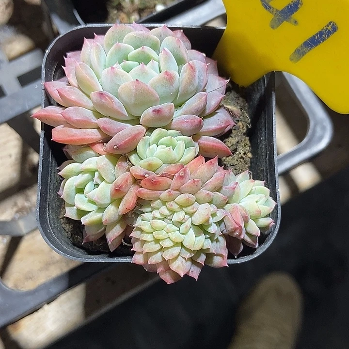 多肉植物冰魄缀641