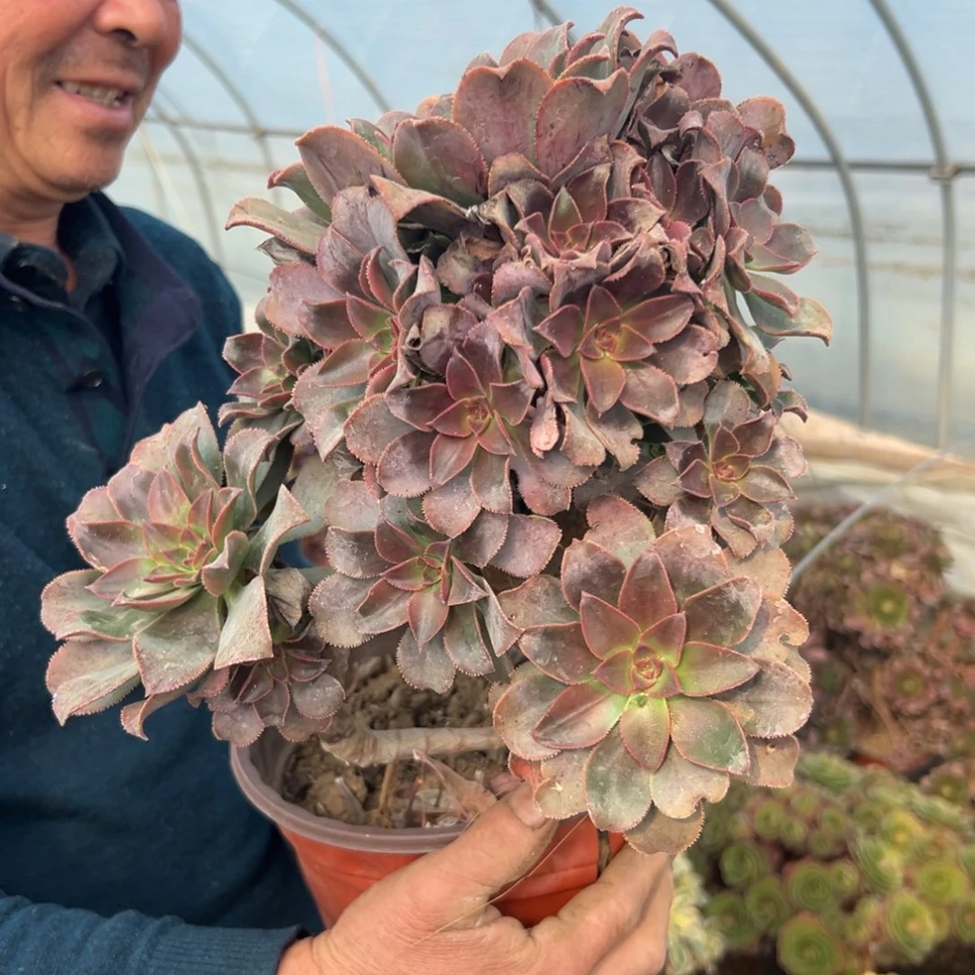 多肉植物多肉植物