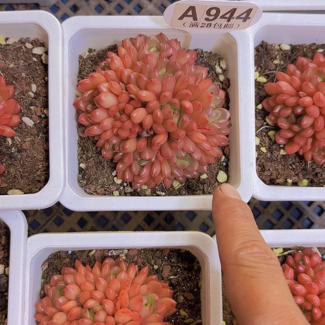 A944红宝石一物一拍