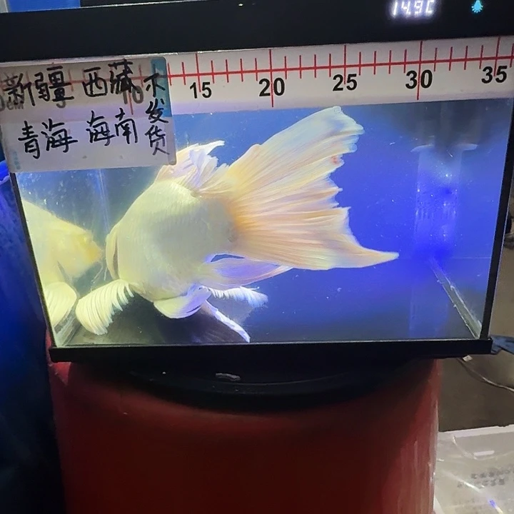 德***号海水鱼蝴蝶鲤328元