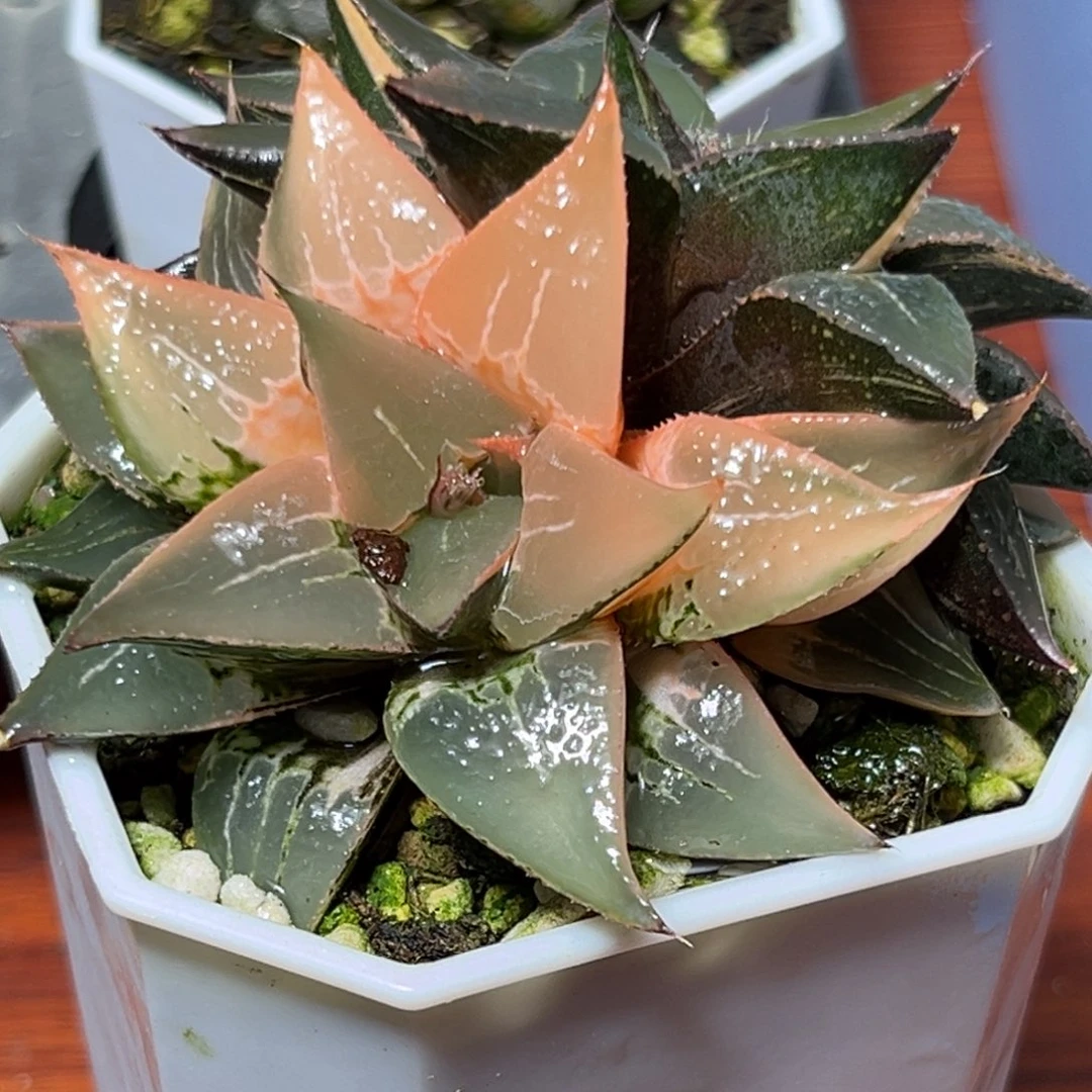 恭喜发财大吉大利723