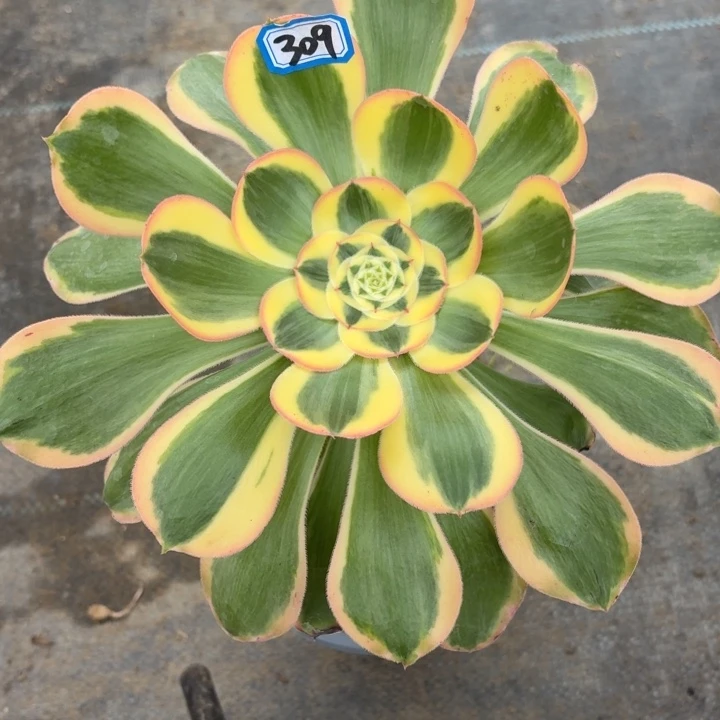 一物一拍王妃309