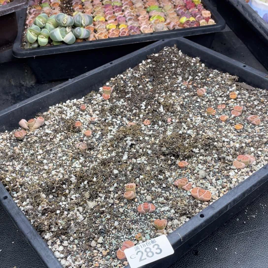 红陶000000000000283