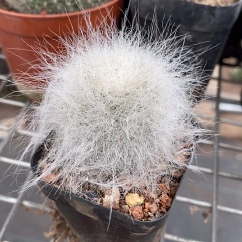 雪猿玉翁4仙人球