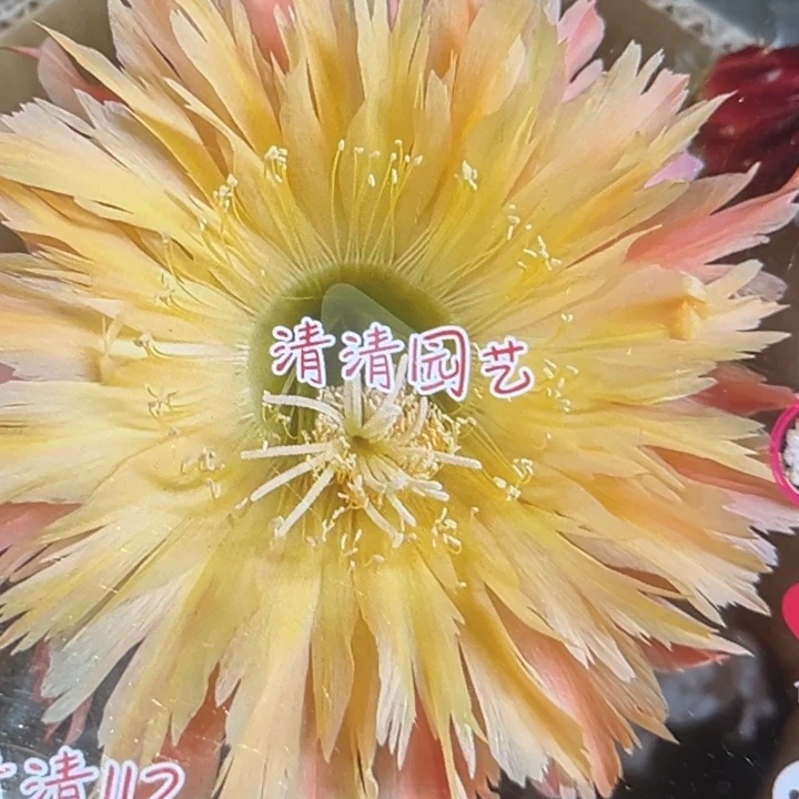 清清3-112根瑕疵有黑点