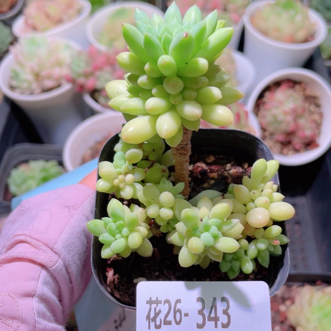 花利美26-343龙骨玉坠