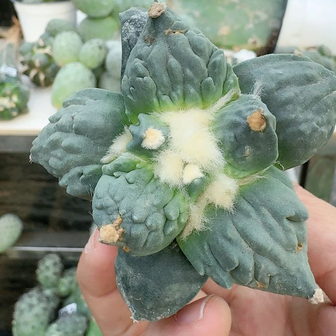 【闪购商品】无花朵桃***地怒涛911