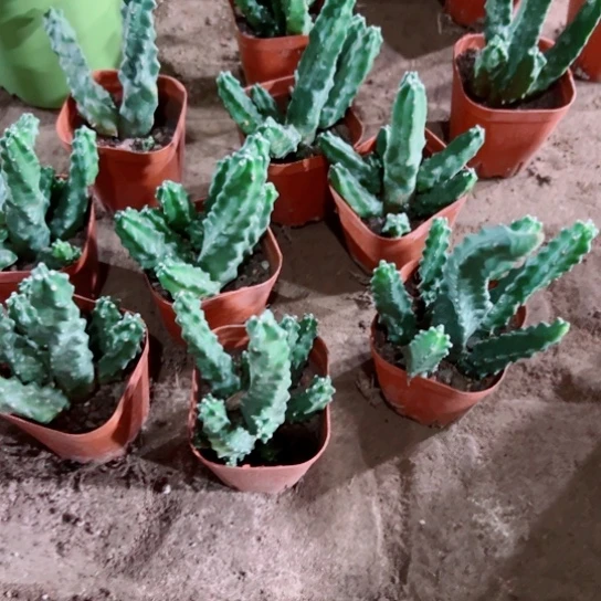 下45水仙根软掉侧芽无售后脱土发货20包邮