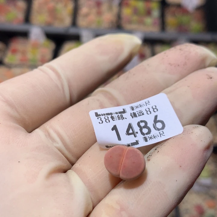 有****风Zzz精品生石花1486