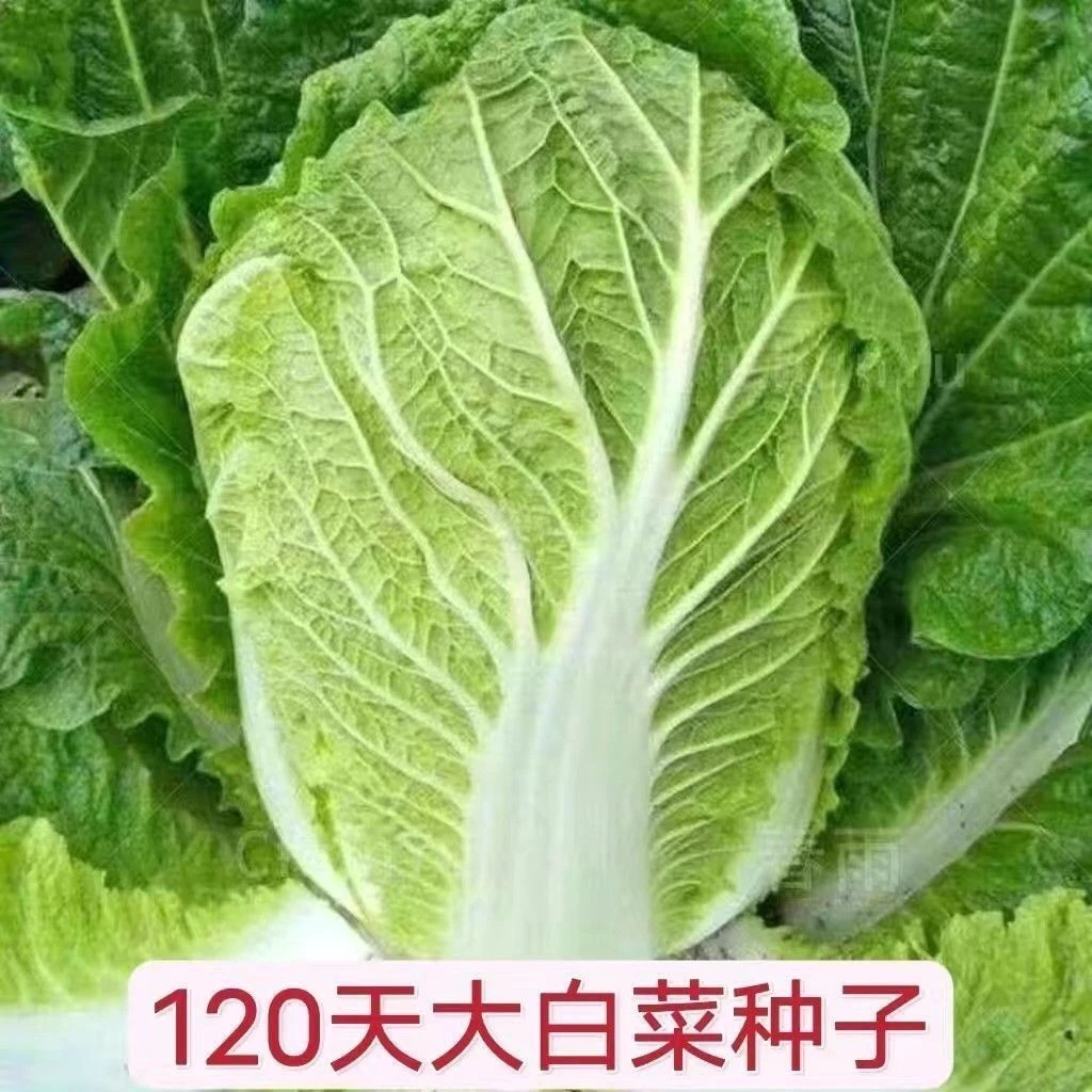 大白菜种子四季晚熟阳台种植播种蔬菜种子白菜新种到货大白菜籽种