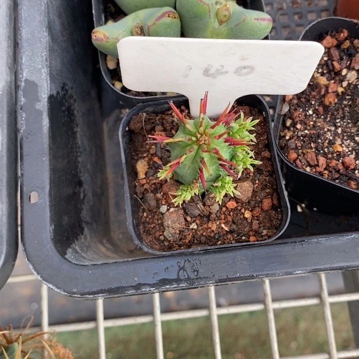 ฅ****伯克利和格蕾特的故事